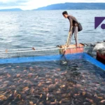 Budi Daya Ikan