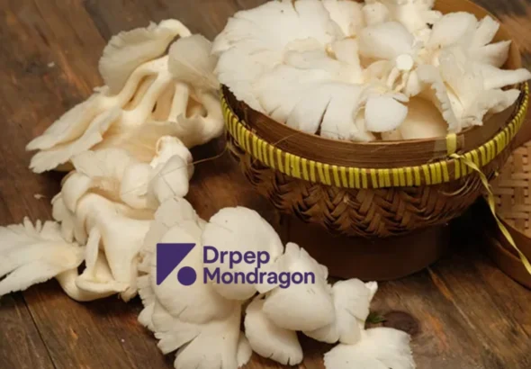 Budidaya Jamur Tiram