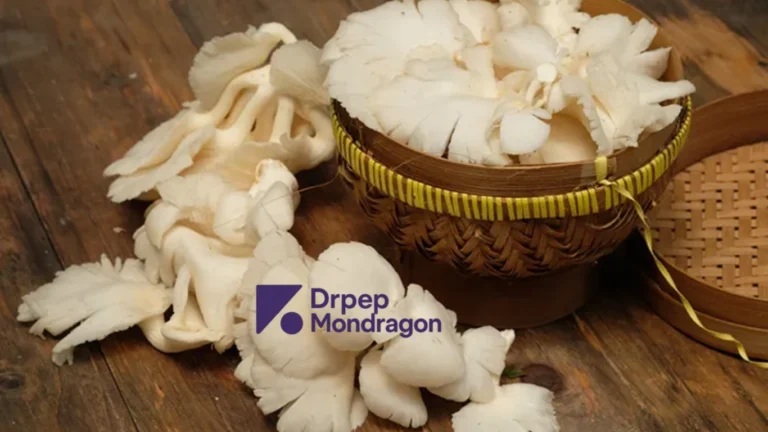 Budidaya Jamur Tiram